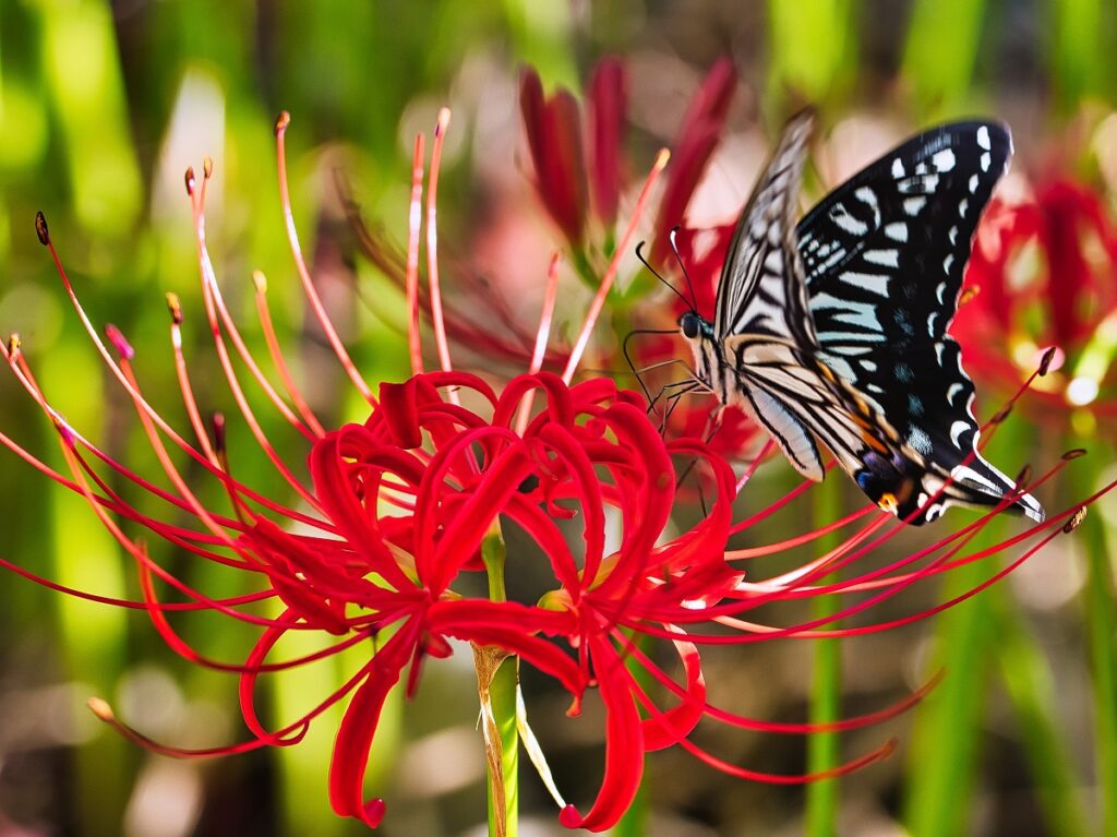 ヒガンバナとアゲハ蝶