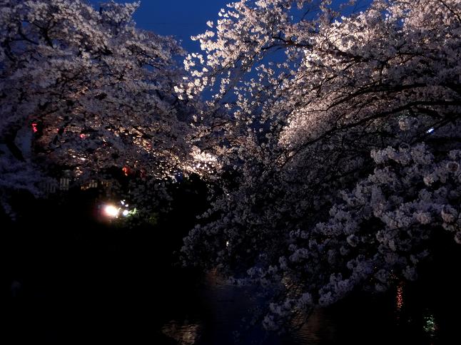 桜のライトアップ写真