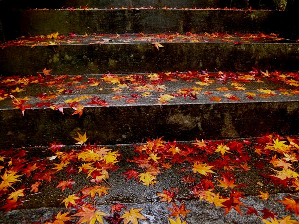 犬山寂光院階段に貼り付いた紅葉