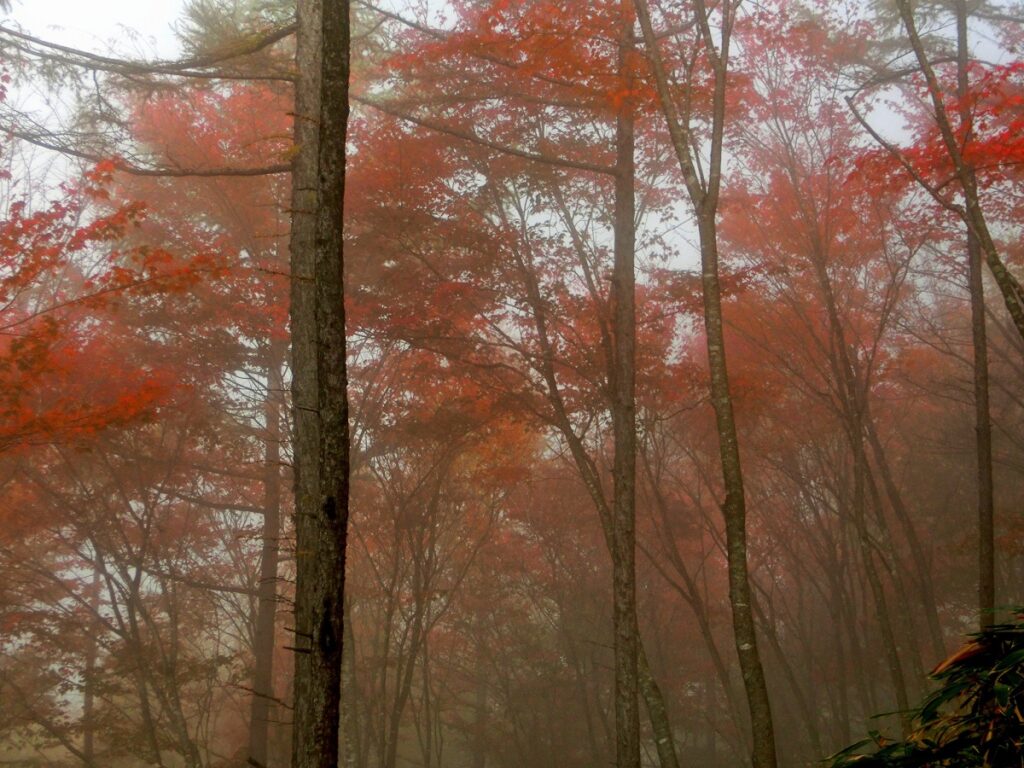 ヘブンスそのはらの紅葉、霧の中。