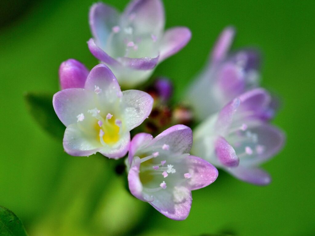 花のマクロ撮影画像　ミゾソバ
