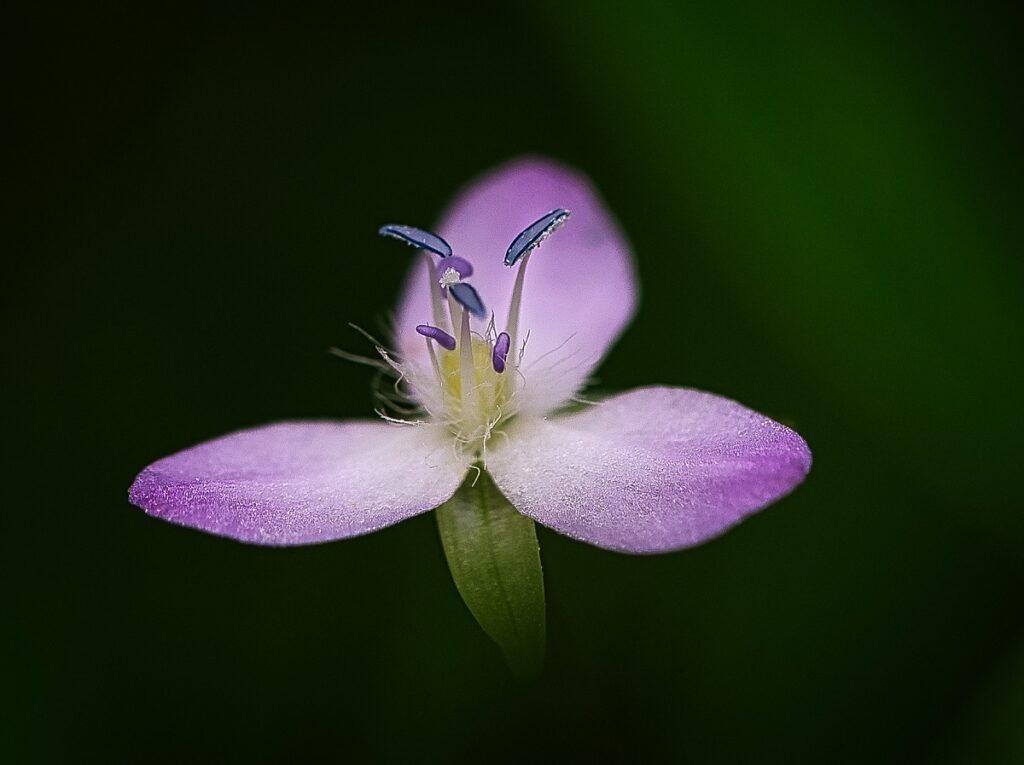 芯にピントの合った花の写真