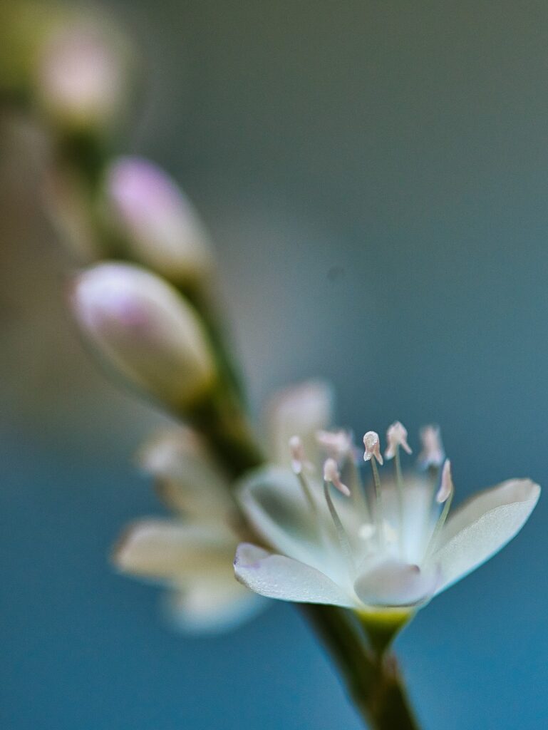 花のシベ一本にピントを合わせた画像