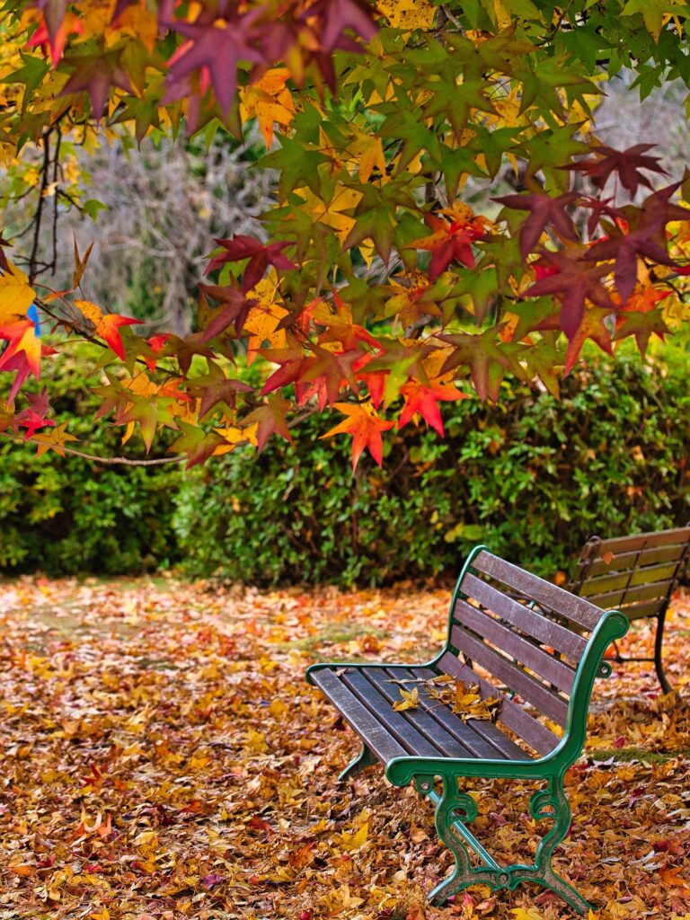 一眼で撮った風景、枯葉とベンチ