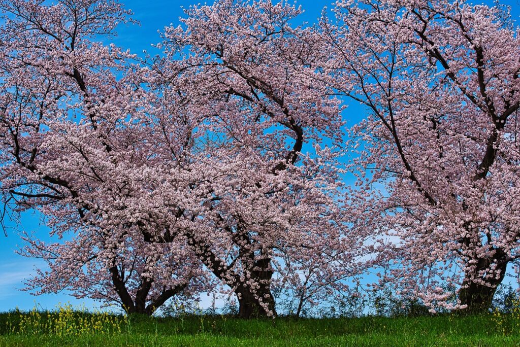 晴れの日の桜画像