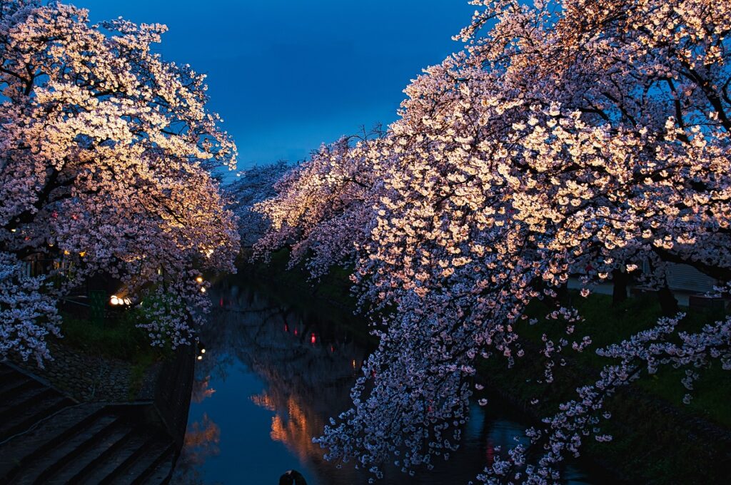 暗くなりかけの桜のライトアップ