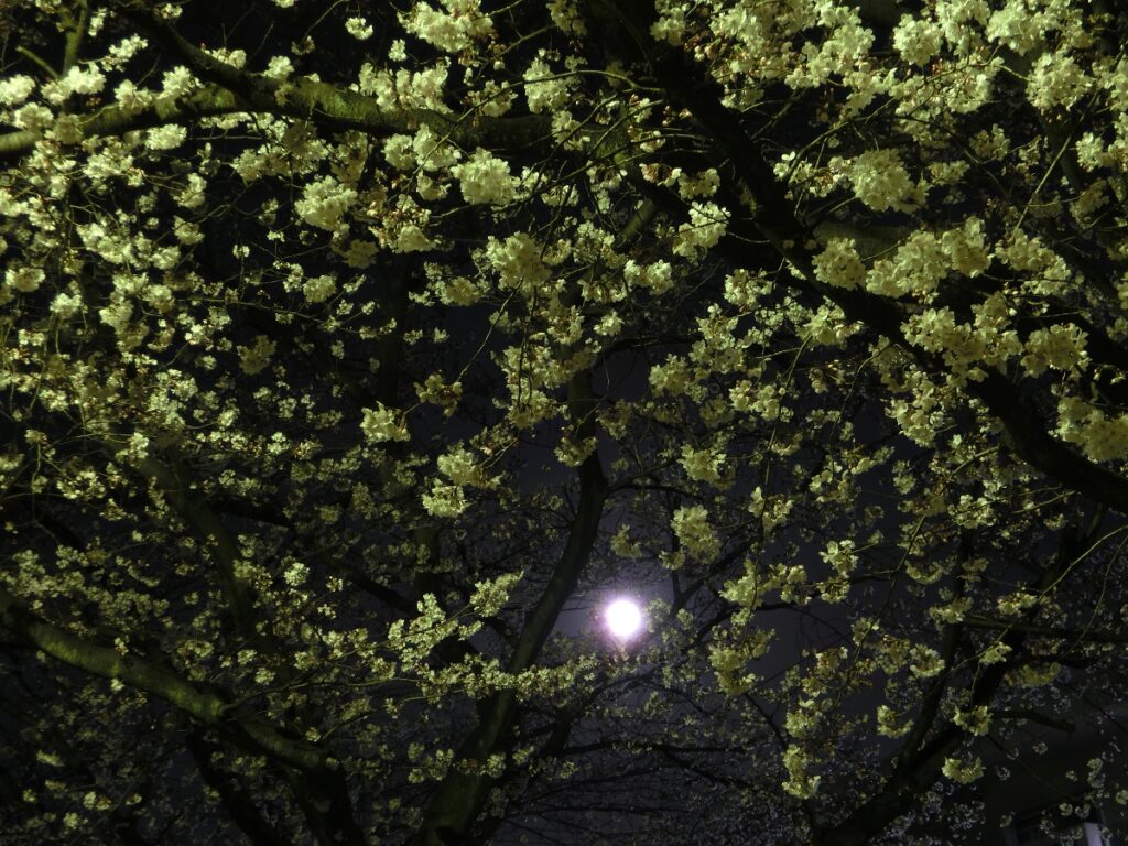 街灯での桜のライトアップ