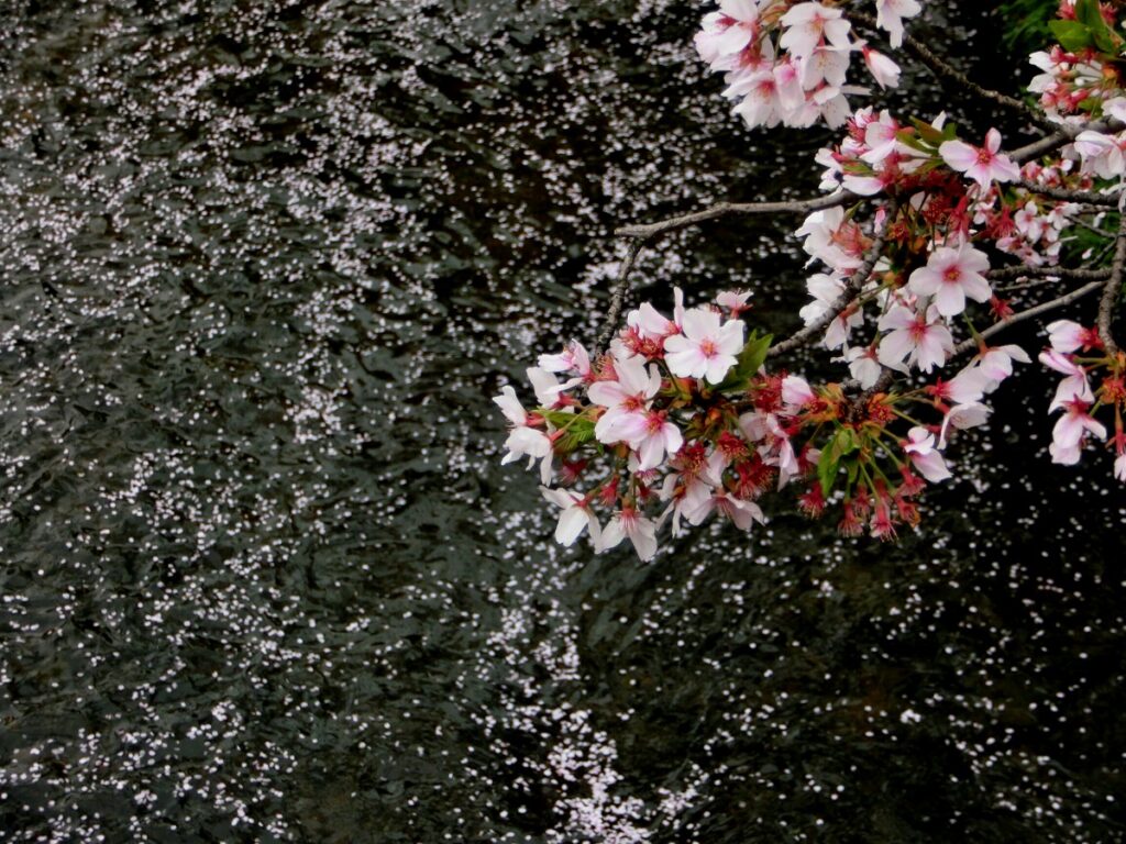 川に散る桜