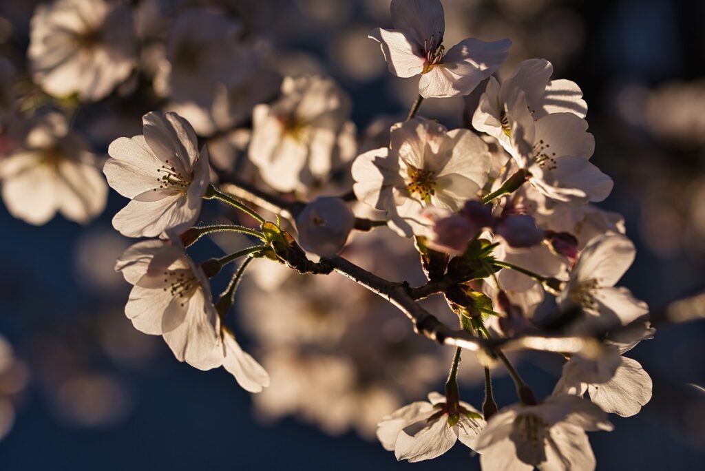 青空を背景の桜画像