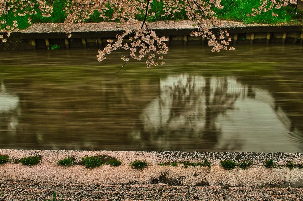 川沿いの桜をスローシャッターで