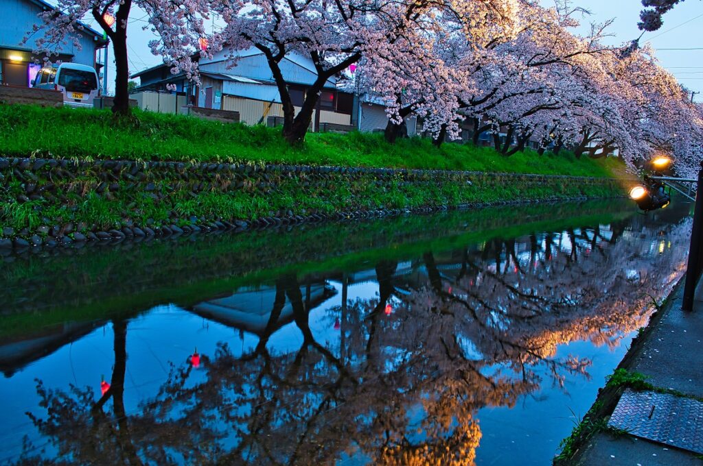 川面に写る桜
