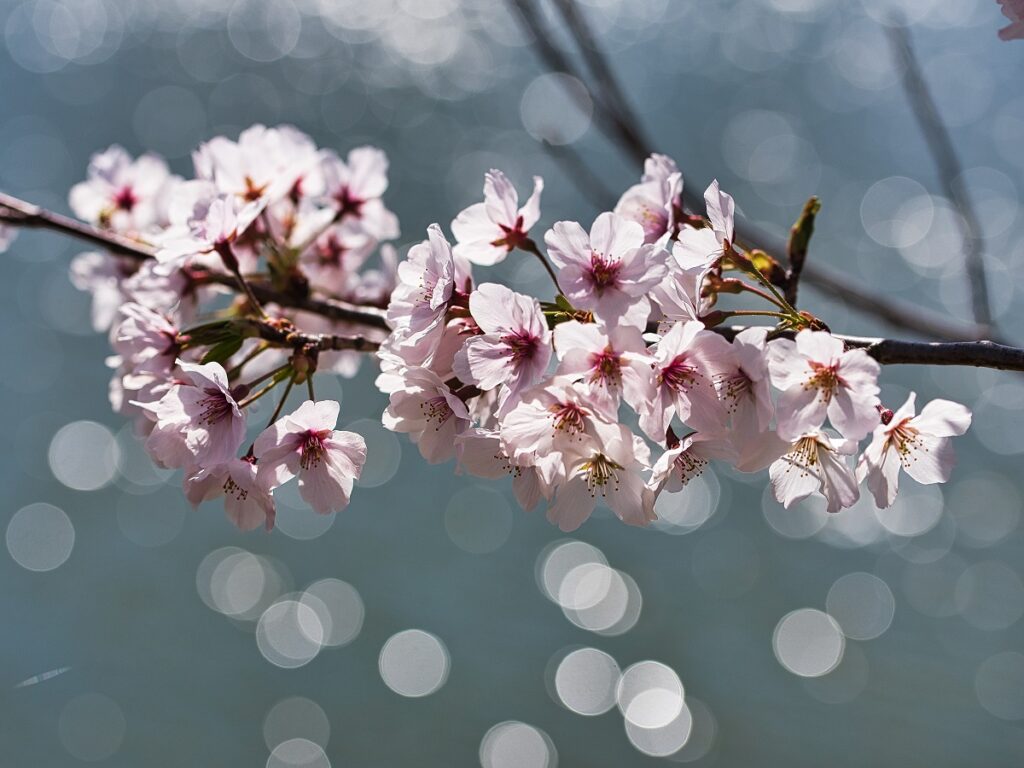 水辺の玉ボケと桜