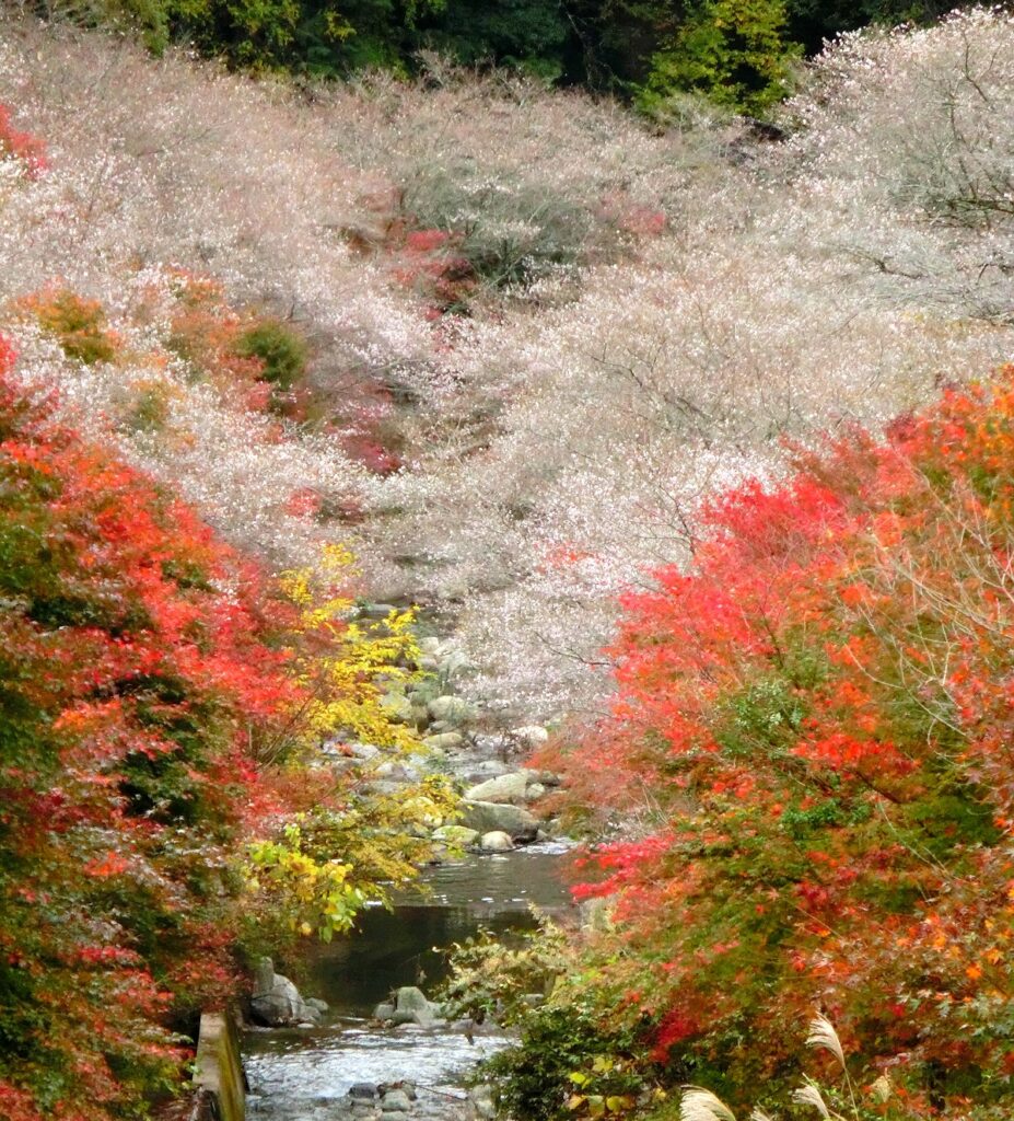 小原四季桜と紅葉