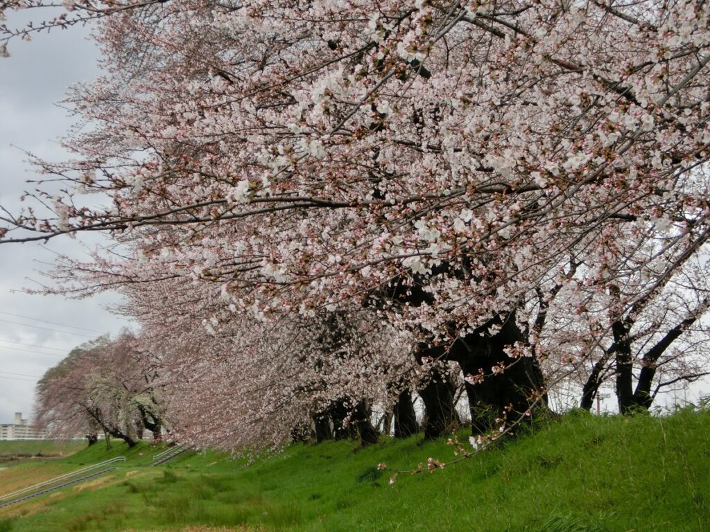 曇り空を背景の桜