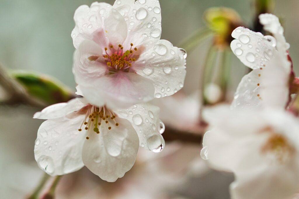 雨の日の桜と雫