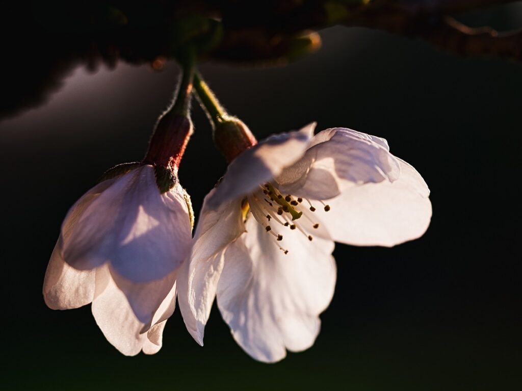 朝の桜画像