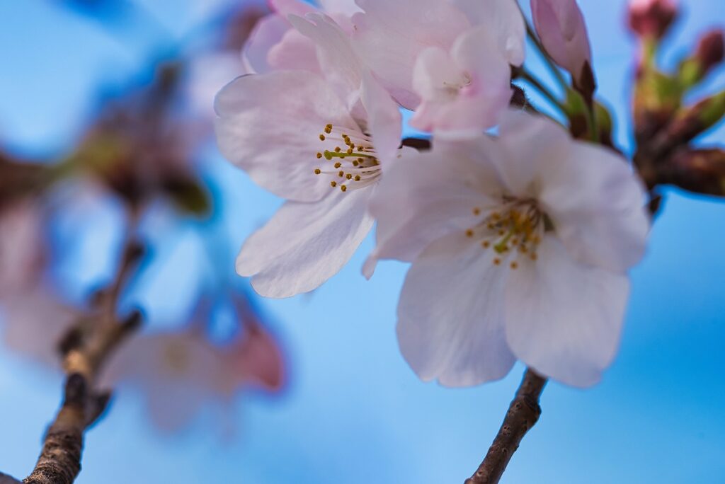 昼間の桜画像