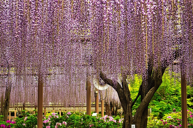 藤の花を美しく撮影するには？藤棚での撮影のコツとおすすめ撮影