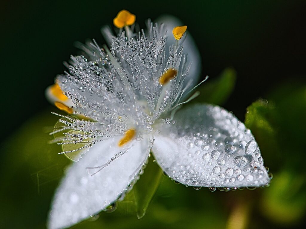 花と水滴のアップ