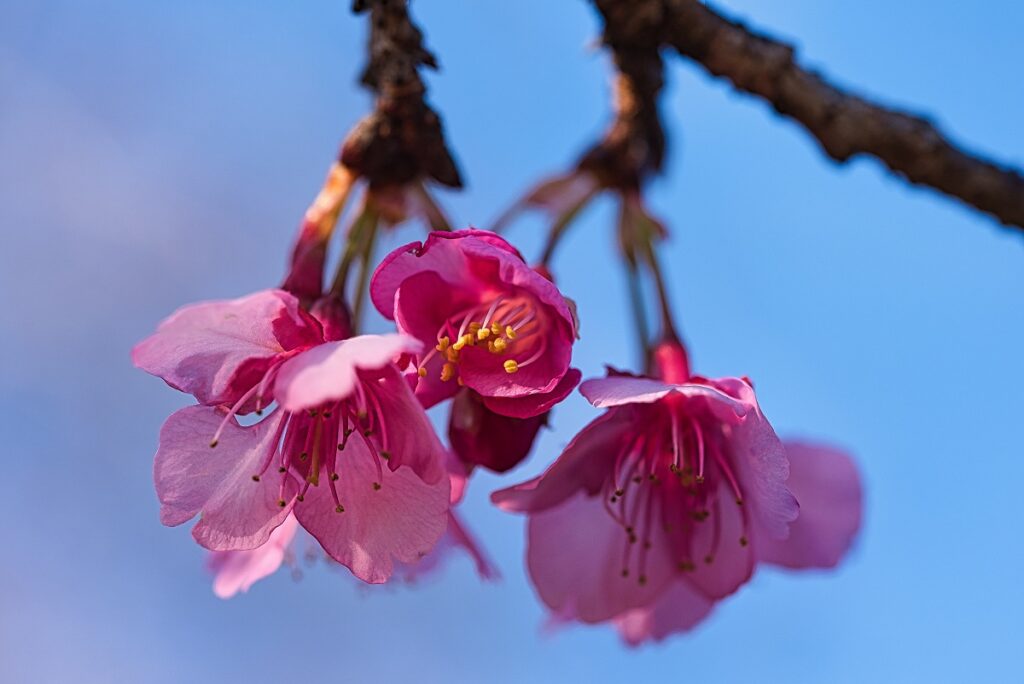 青空背景の桜画像