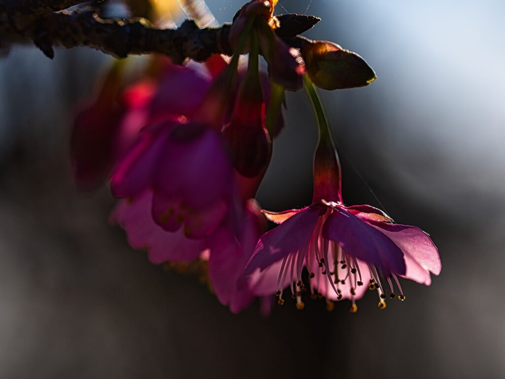 河津桜の逆光写真