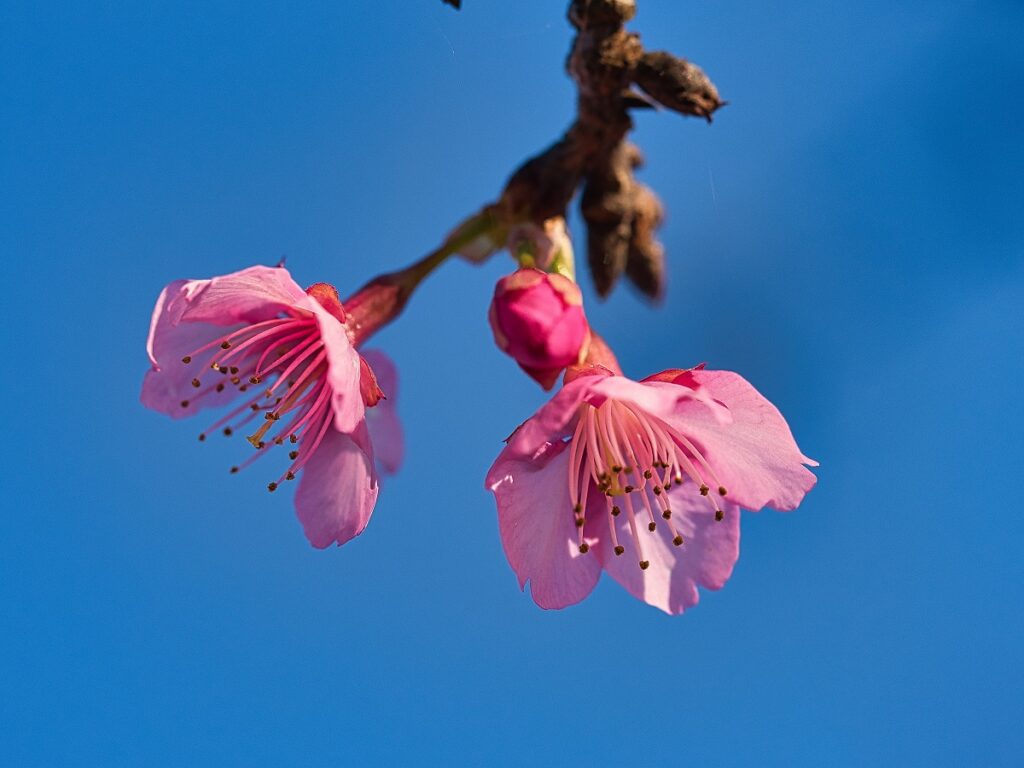 河津桜のアップ画像