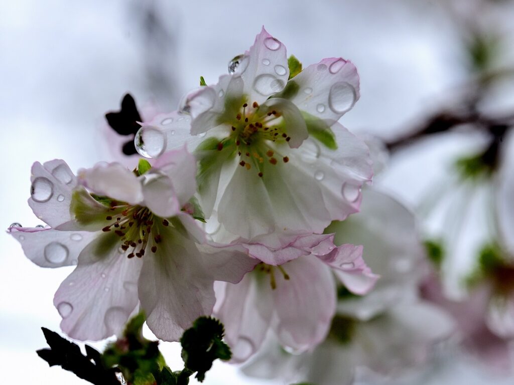 十月桜のアップ画像