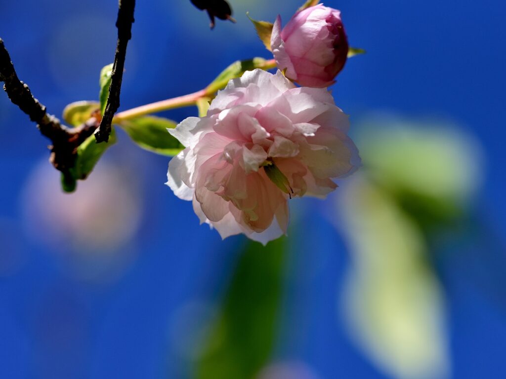 桜の花のアップ画像