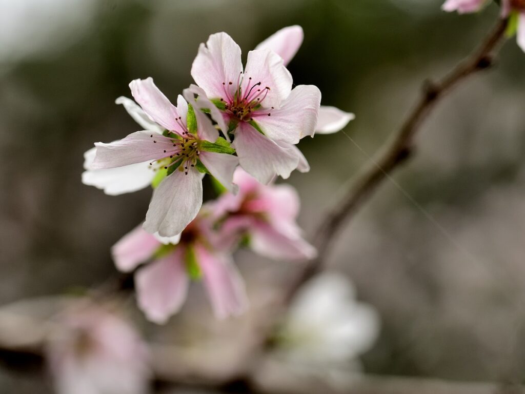 透過光で撮った桜