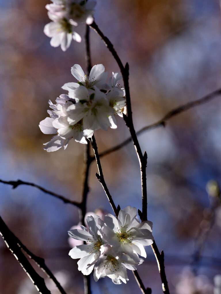 光と影を入れた桜の画像