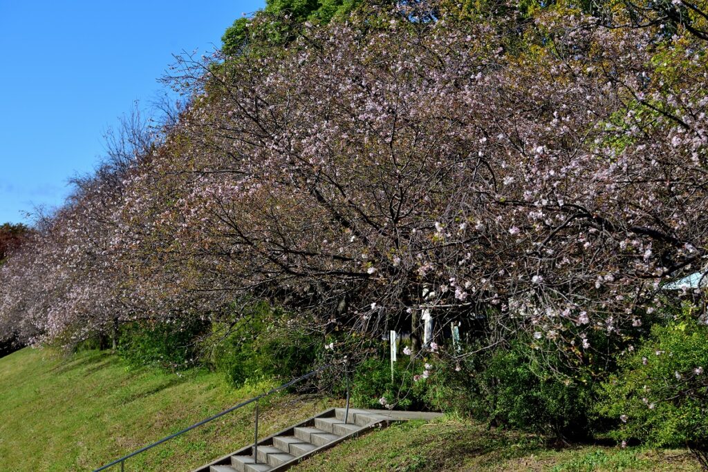 庄内緑地公園の十月桜