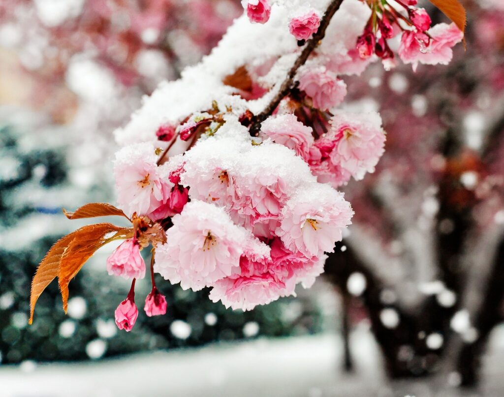 雪の中の桜画像