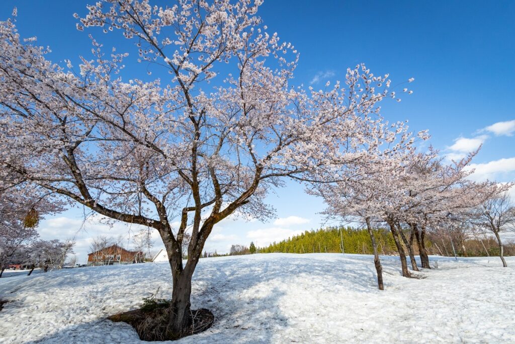 雪の中に咲く桜