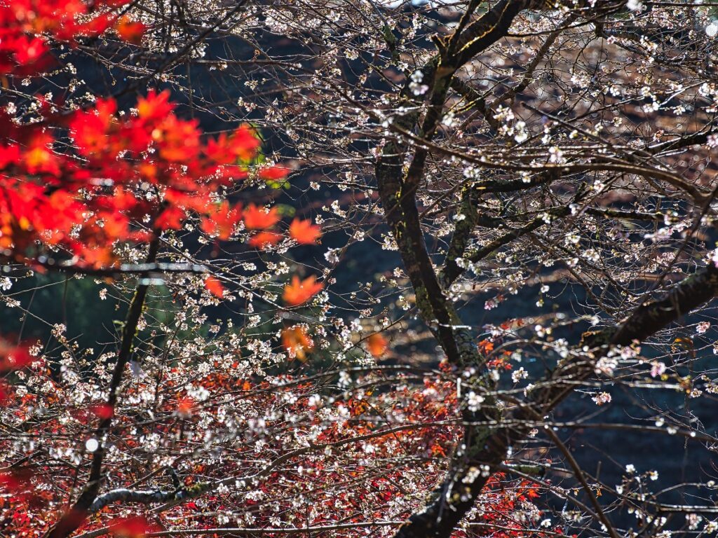 桜とモミジの画像