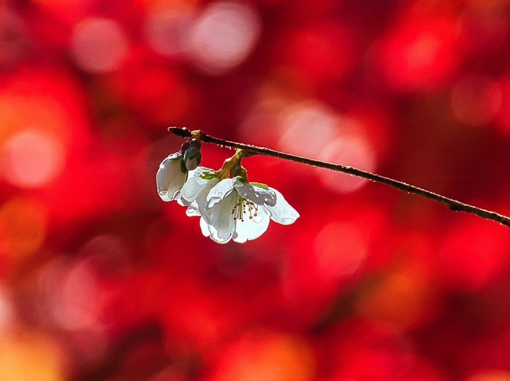 紅葉を背景にした桜画像