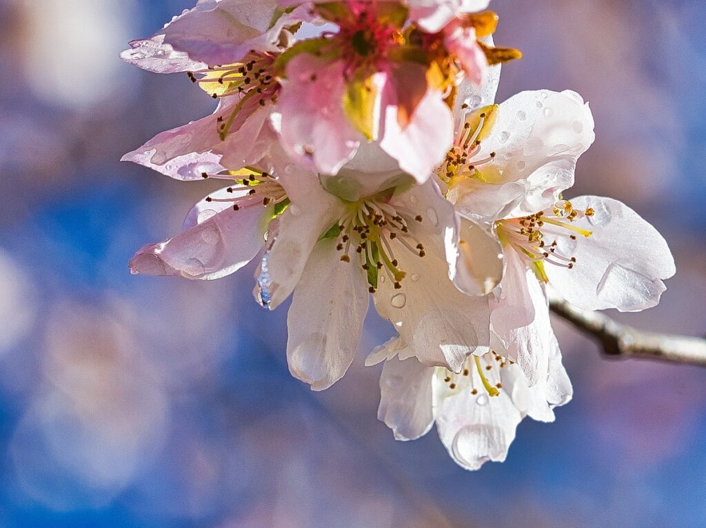 四季桜のアップ画像