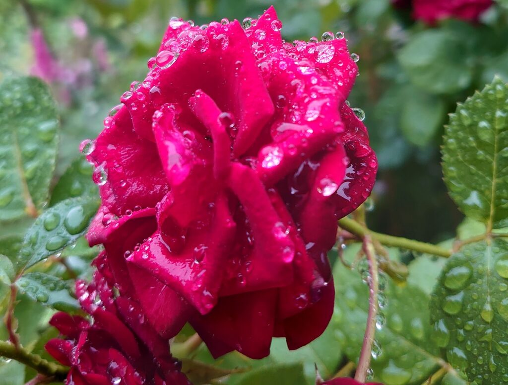 雨あがりに水滴がついたバラ