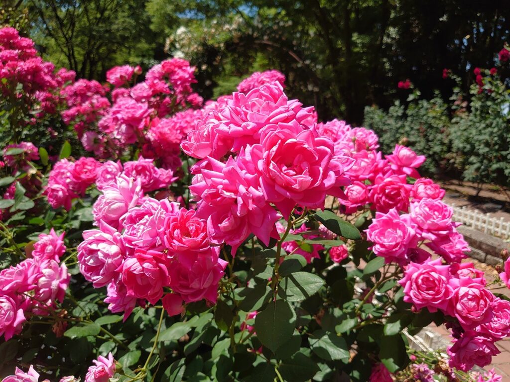 バラ園のピンクのバラ