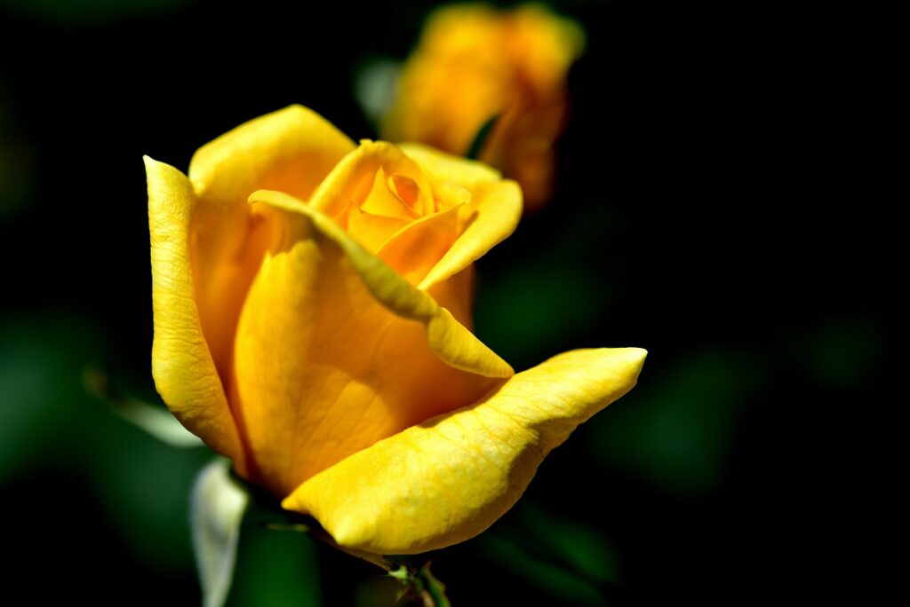 背景を暗くした黄色のバラ
