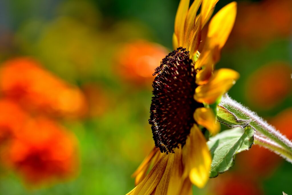 他の花を背景にしたヒマワリ