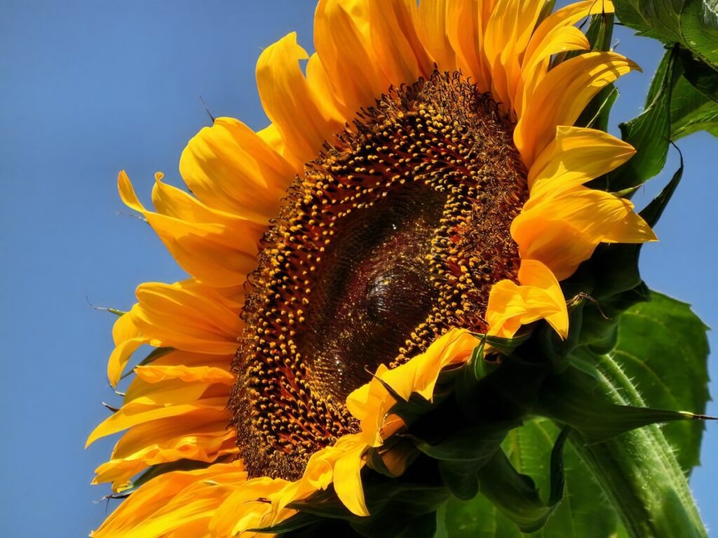 青空と下から撮ったヒマワリの花