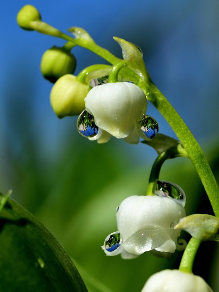 雨粒がついた花