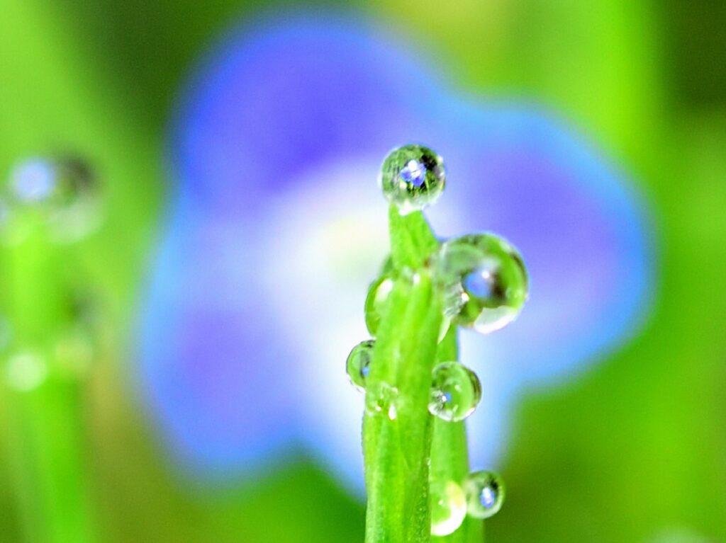 雨粒の中の花