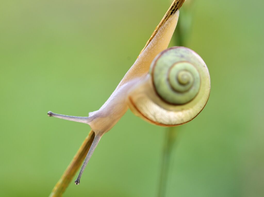 雨降りのカタツムリ