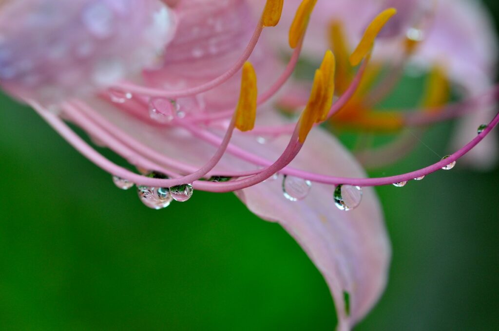 明るめの雨写真