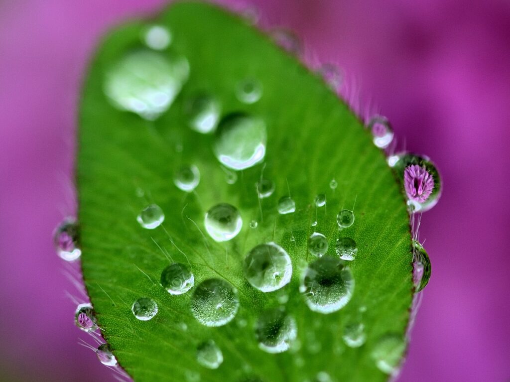 水滴がついたクローバー