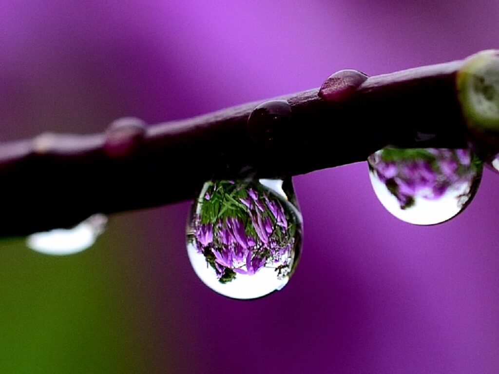 雨粒の中の花