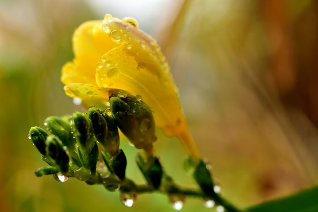 フリージアと雨粒