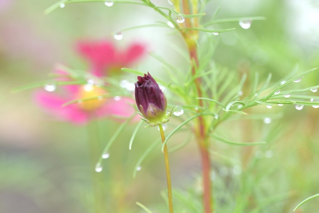 雨降りの明るめの写真