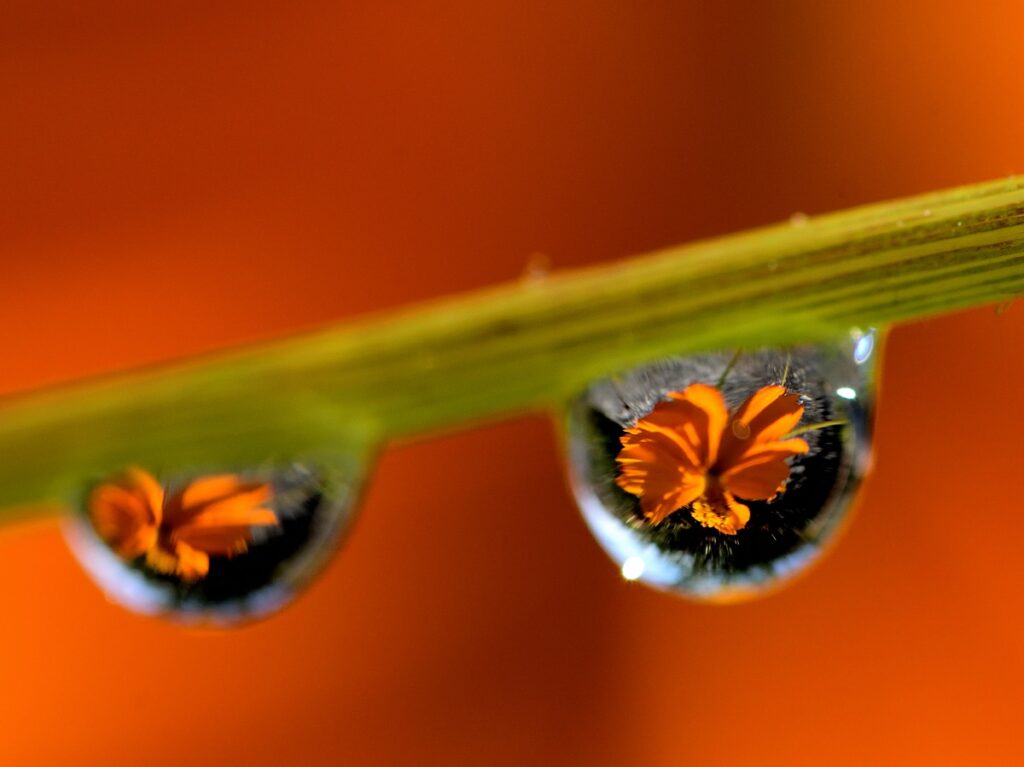 雨粒に映り込んだ花